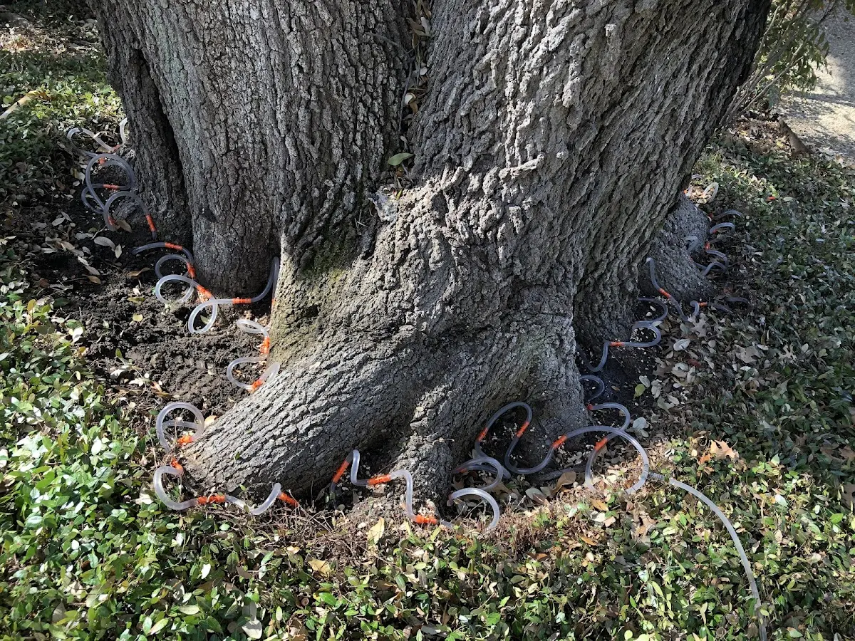 Detailed Shrub and Hedge Trimming job site in Igo