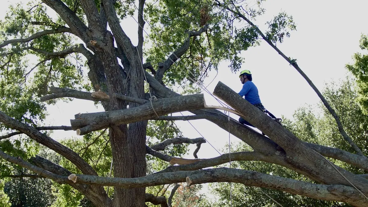 Professional Crown Thinning performed by certified arborists in Igo