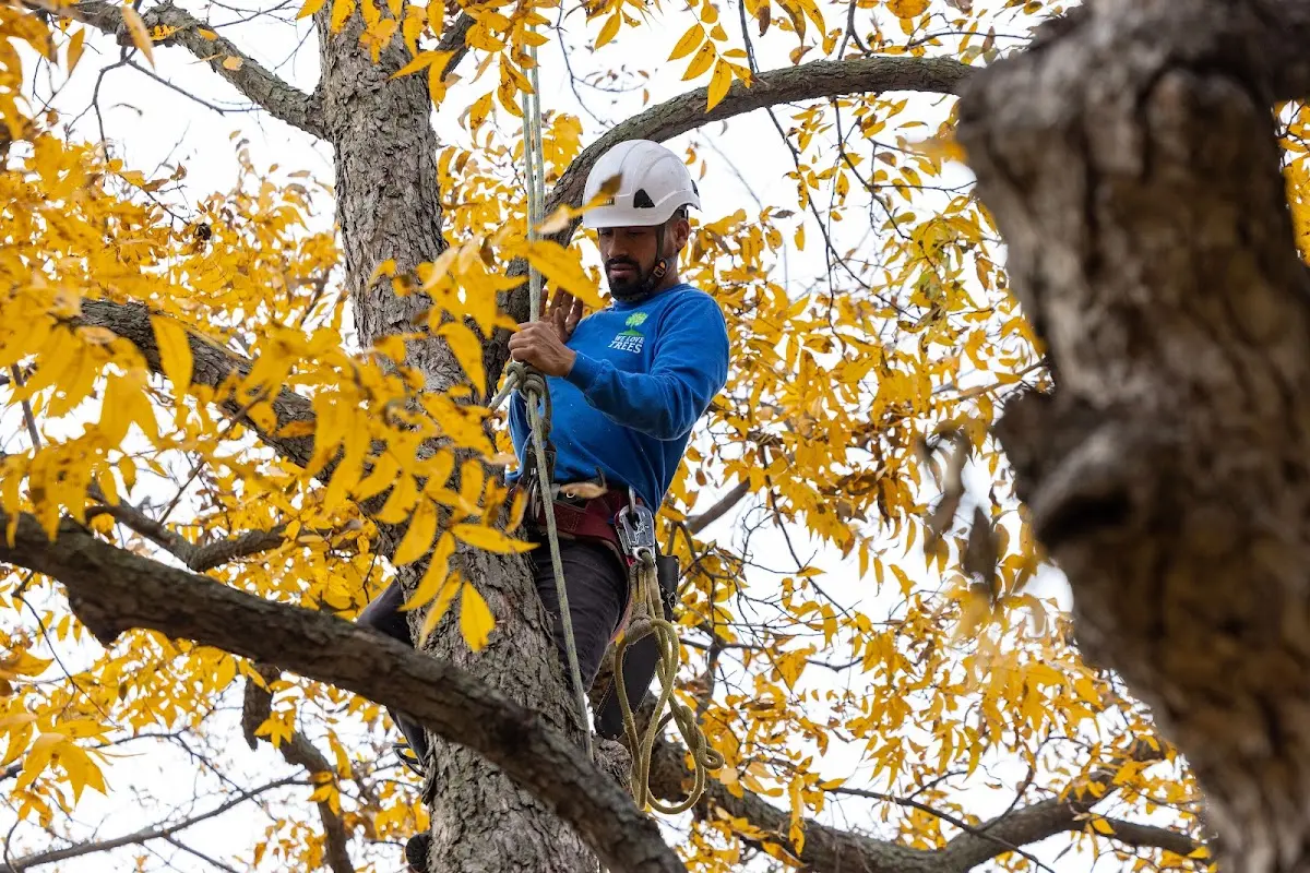 Skilled Storm Damage Cleanup crew working in Igo